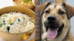 Jakie zboża można podawać psom